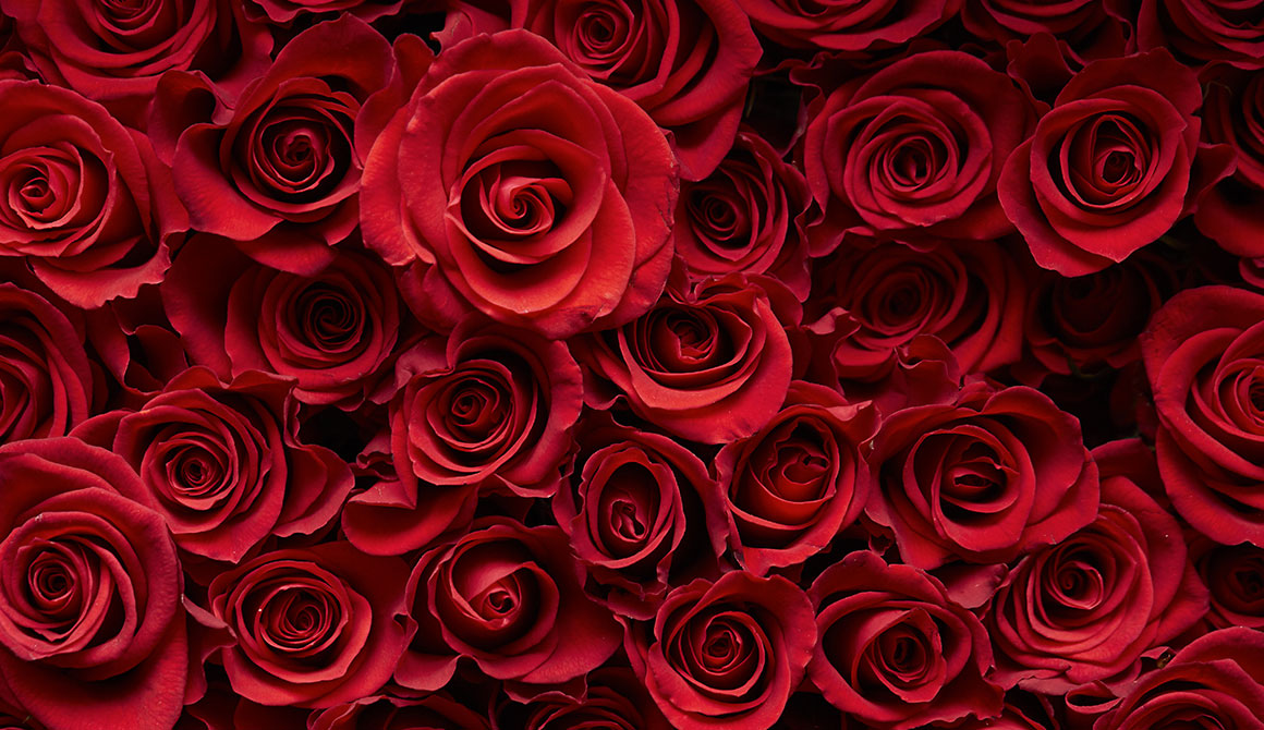 Roses Rouges Fleur Rouge